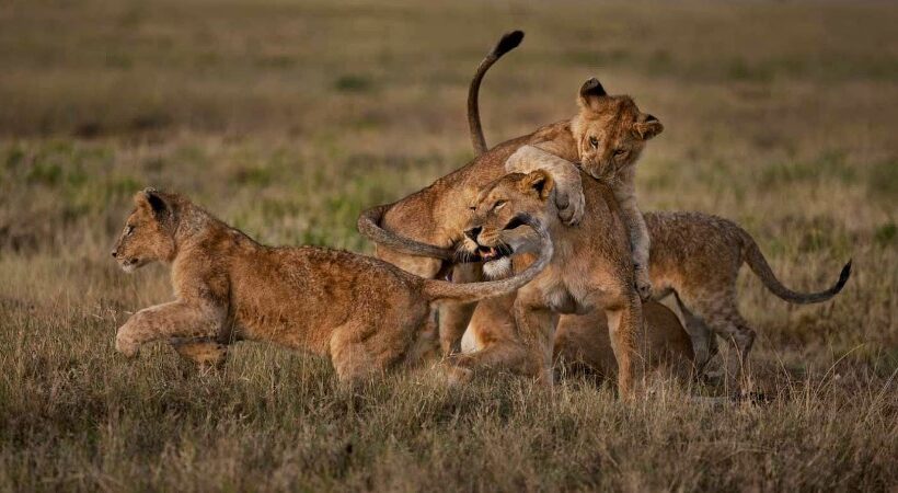 3 Days Budget Group safari to Serengeti