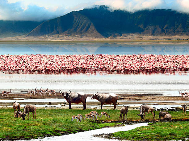 2 Days Tarangire National Park & Ngorongoro Crater