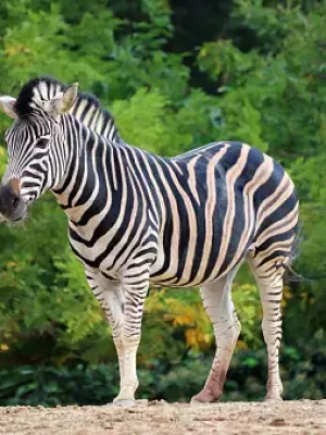 zebra